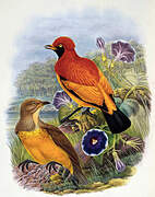 Flame Bowerbird