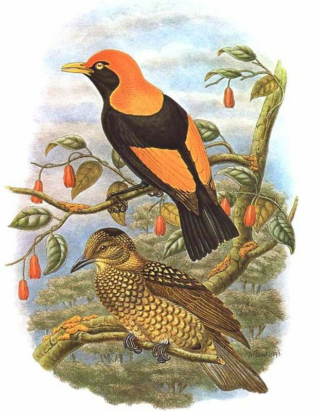 Regent Bowerbird