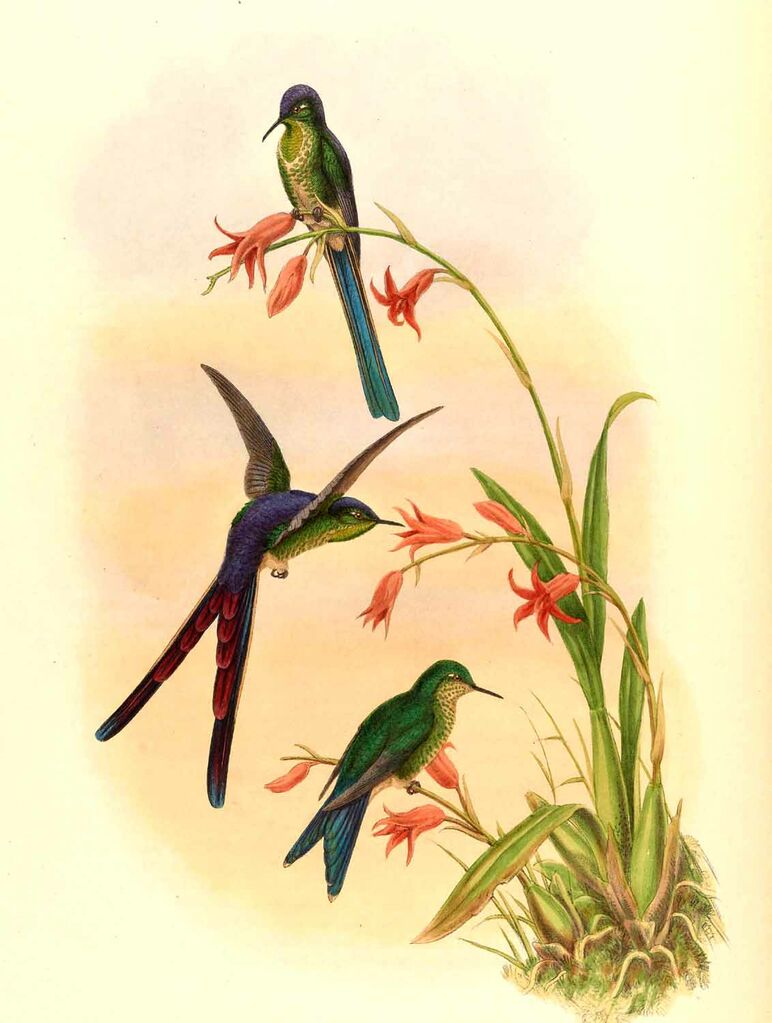 Black-tailed Trainbearer