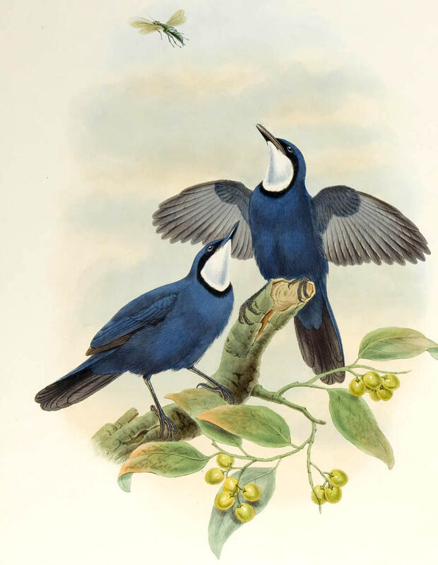 Ptilorrhoa bleu