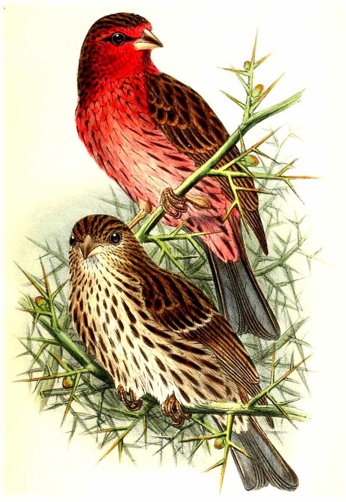 Himalayan Beautiful Rosefinch