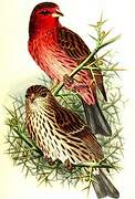 Himalayan Beautiful Rosefinch