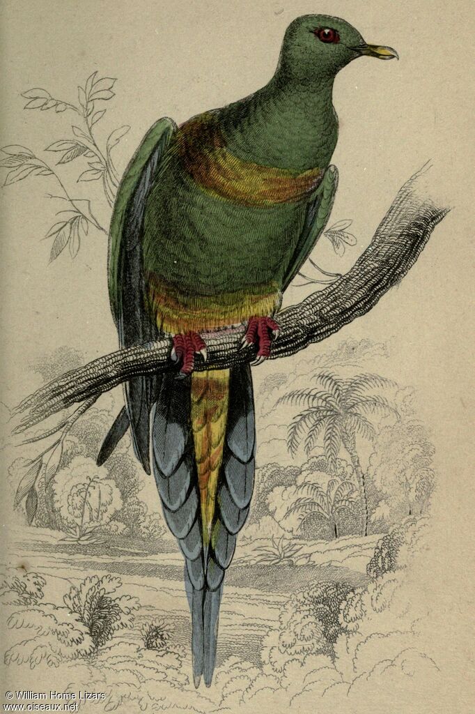 Sumatran Green Pigeon