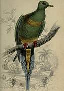 Sumatran Green Pigeon