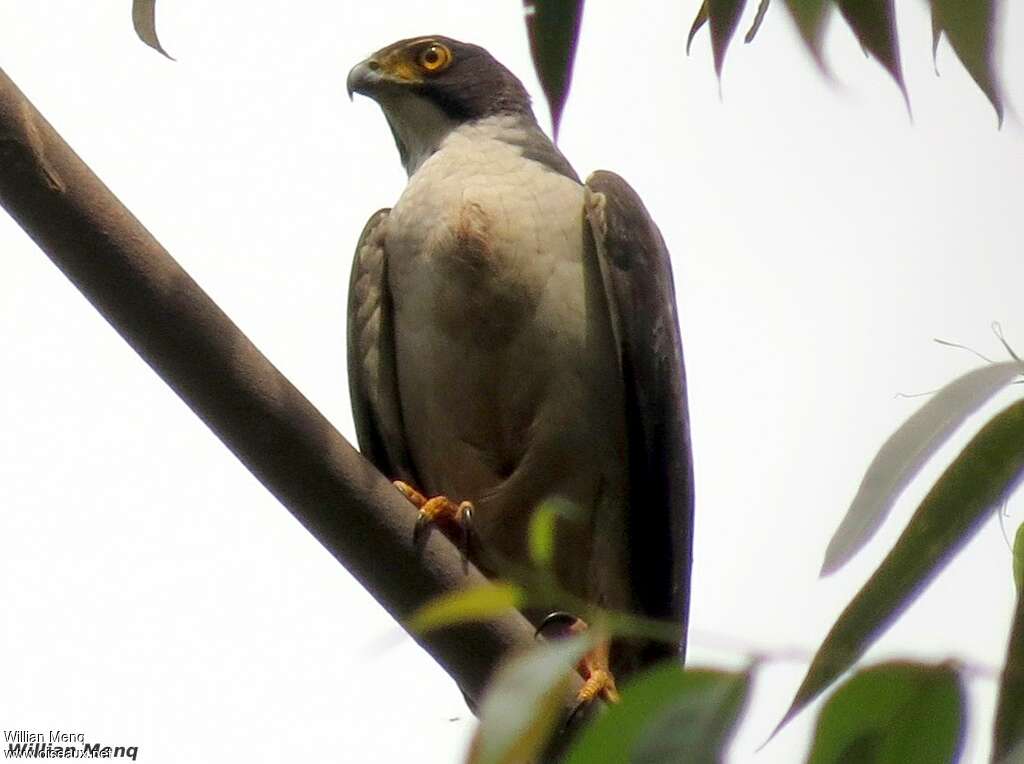 Grey-bellied Hawkadult, identification