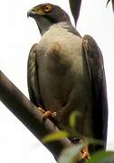 Grey-bellied Hawk