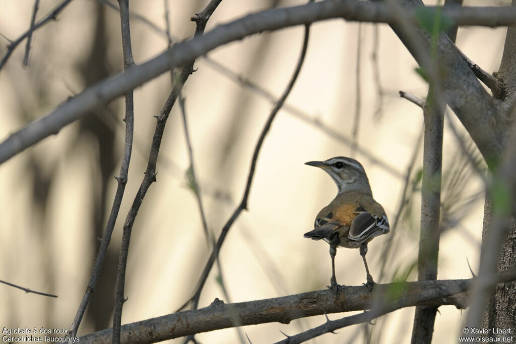 White-browed Scrub Robinadult, identification