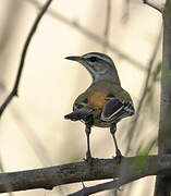 White-browed Scrub Robin