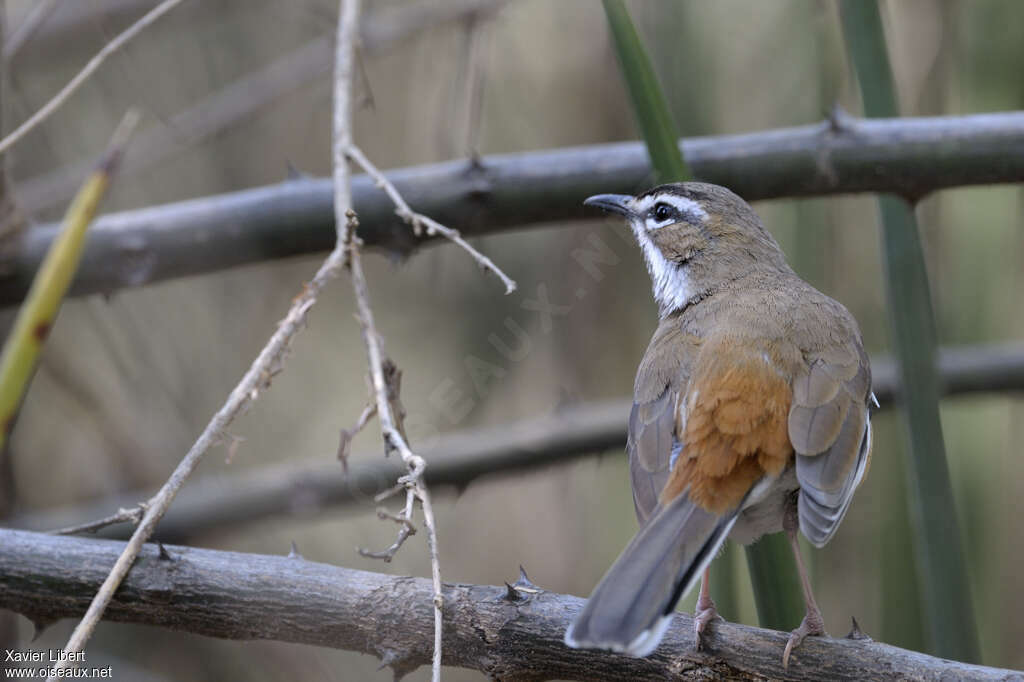 Bearded Scrub Robinadult, pigmentation