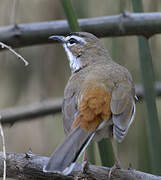 Bearded Scrub Robin