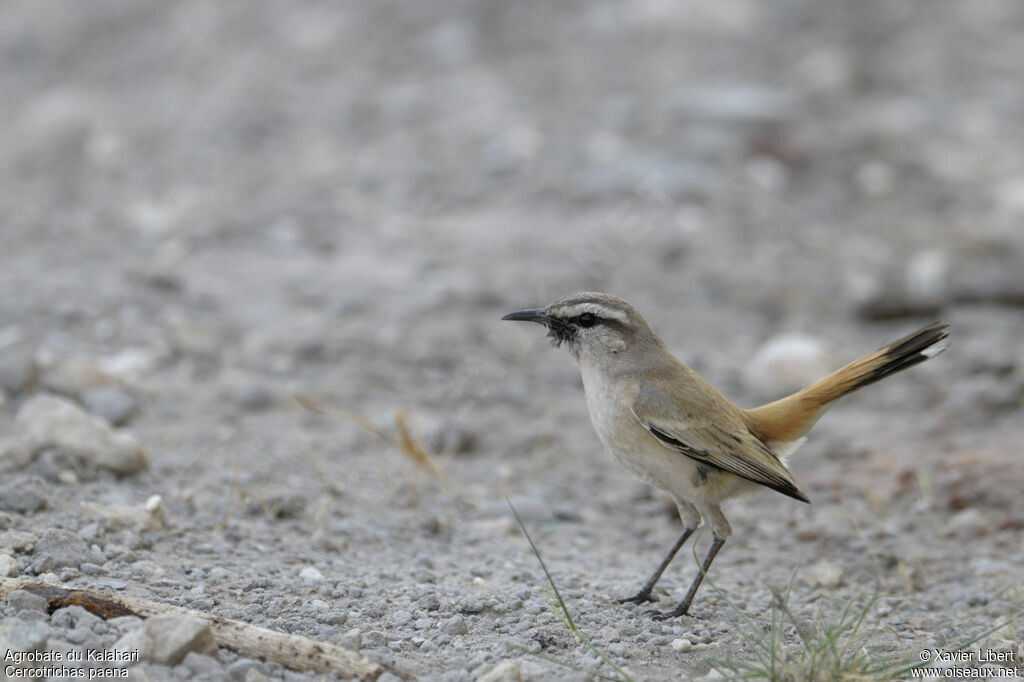 Agrobate du Kalahariadulte, identification