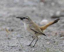 Kalahari Scrub Robin