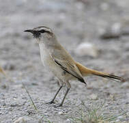 Kalahari Scrub Robin