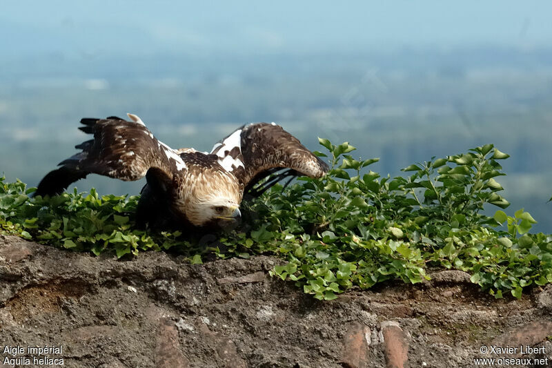 Aigle impérialadulte, identification