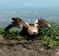 Eastern Imperial Eagle