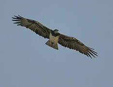 Martial Eagle