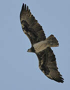 Martial Eagle