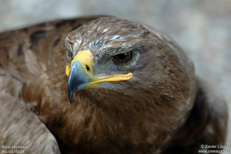 Aigle ravisseuradulte, identification