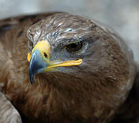 Tawny Eagle