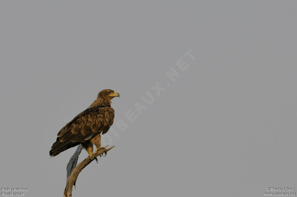 Tawny Eagleadult, identification