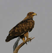 Tawny Eagle