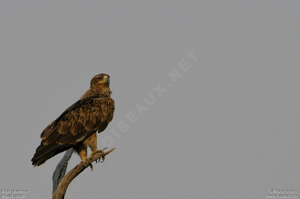 Tawny Eagleadult, identification