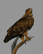 Tawny Eagle