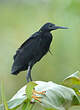 Aigrette ardoisée