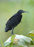 Black Heron