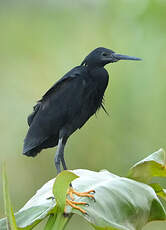 Aigrette ardoisée