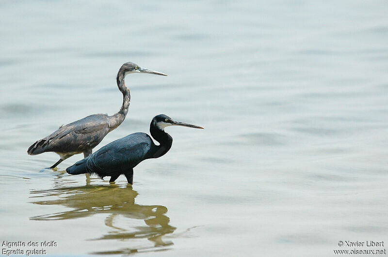 Western Reef Heron, identification