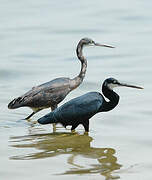 Western Reef Heron