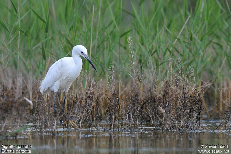 Little Egretadult, identification