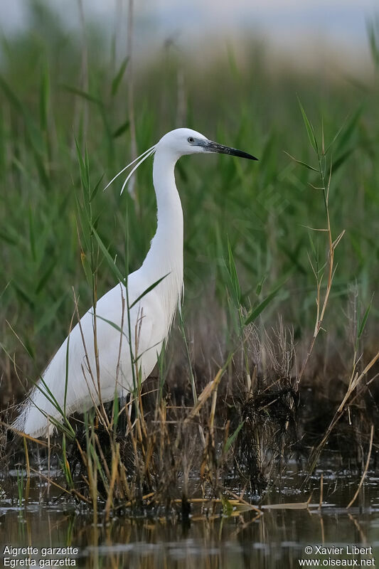 Aigrette garzette mâle, identification