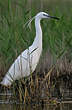 Aigrette garzette