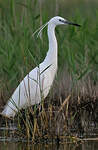 Aigrette garzette