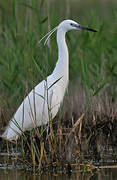 Little Egret