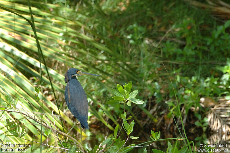 Aigrette tricolore, identification