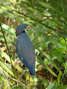 Aigrette tricolore