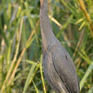 Aigrette vineuse