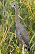 Aigrette vineuse