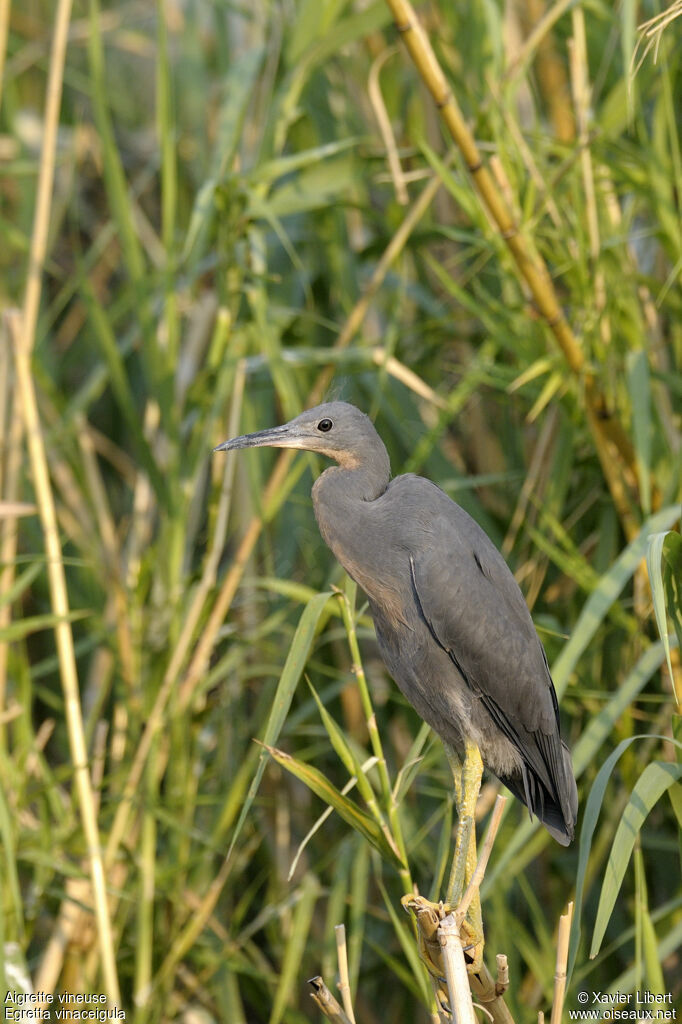 Slaty Egretjuvenile, identification