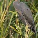 Aigrette vineuse