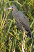 Aigrette vineuse