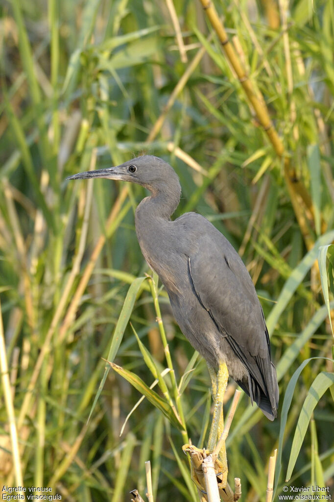 Slaty Egretjuvenile, identification