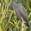 Aigrette vineuse