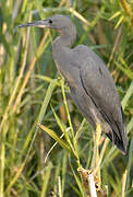 Slaty Egret