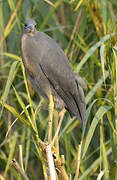 Aigrette vineuse