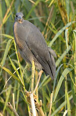 Aigrette vineuse