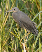 Slaty Egret